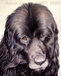 Dessin de chien Terre Neuve ralis au crayon de couleur